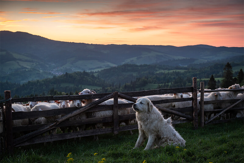 Psy pasterskie – najważniejsze informacje i opisy ras