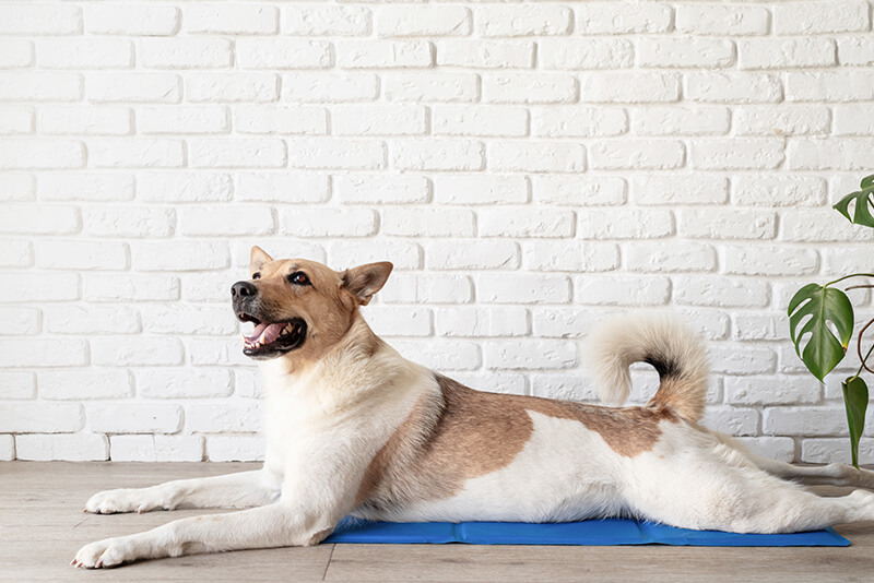 Jak działa mata chłodząca dla kota lub psa?