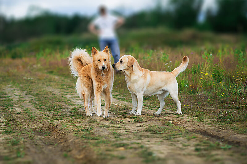 Jak nauczyć psa niereagowania na inne psy?