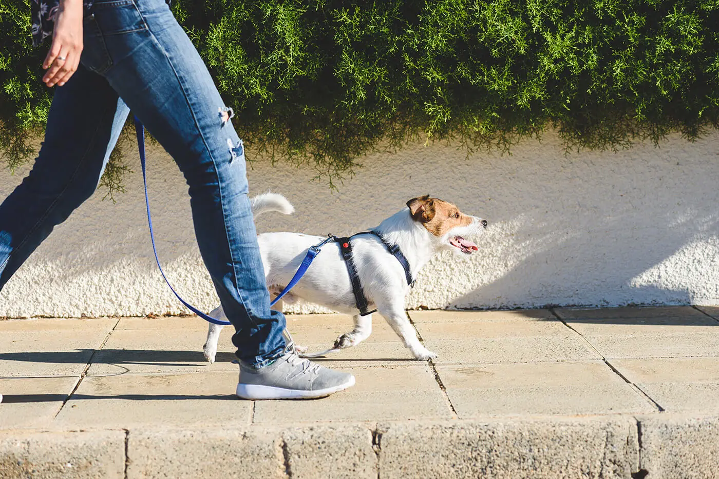 Spacer z psem – jak powinien wyglądać?